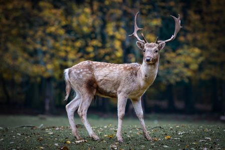 nature, roe deer, forest